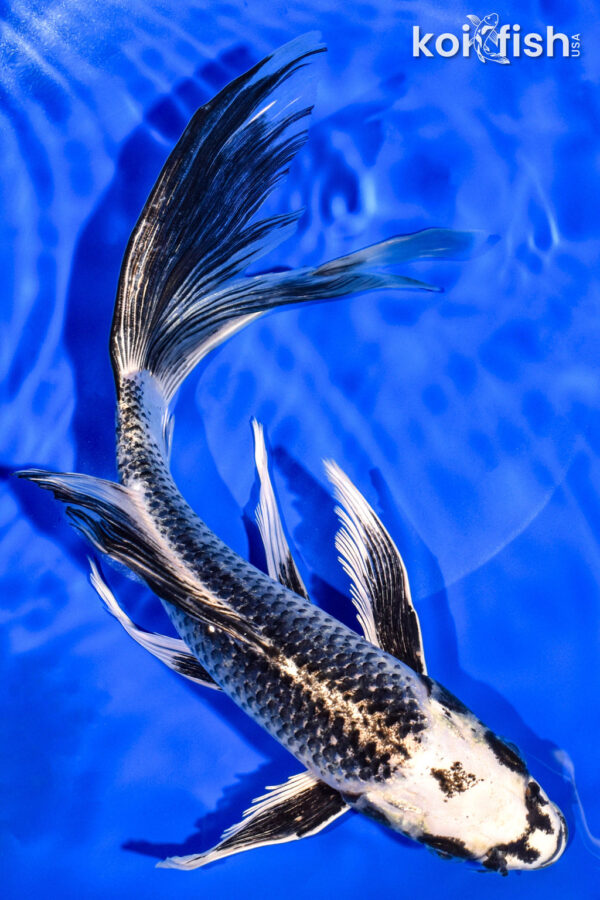 11" GIN MATSUBA BUTTERFLY