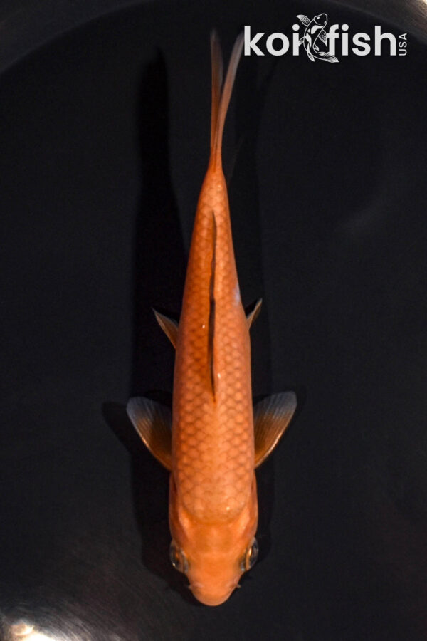 4.5" CHAGOI
