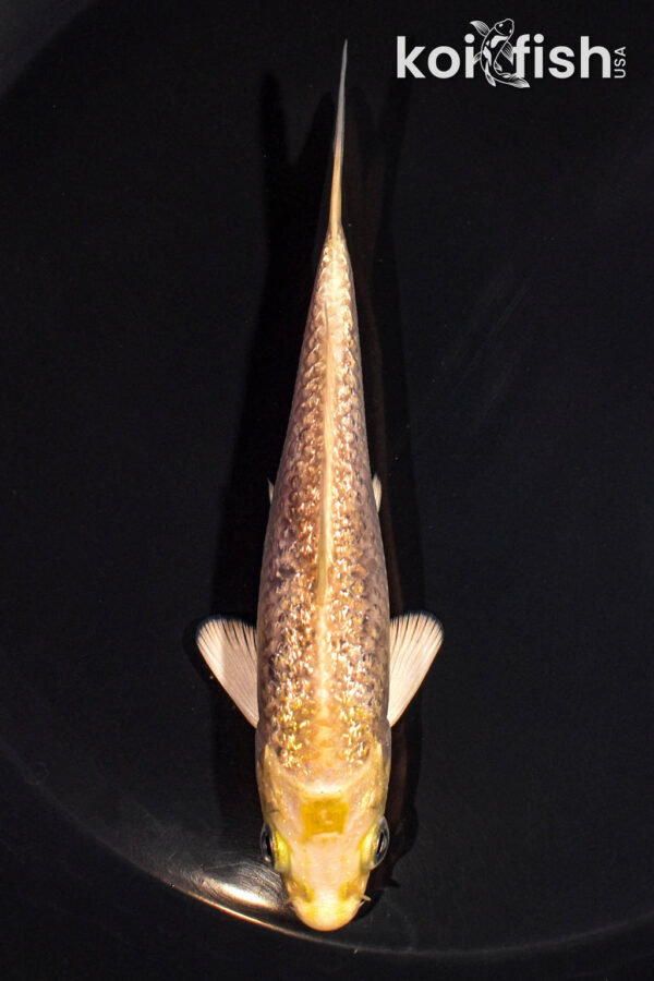 4.5" GINRIN HARIWAKE