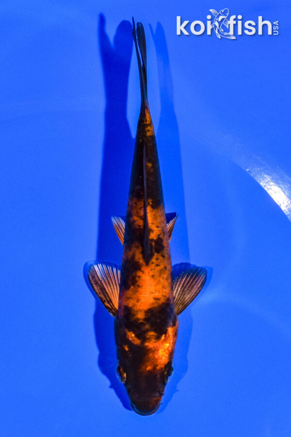 4.5" KIN HI UTSURI