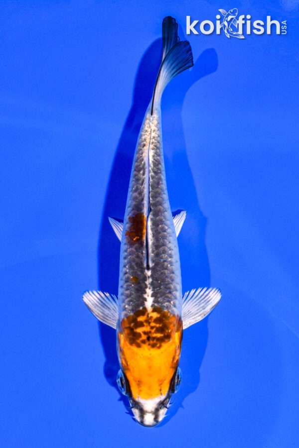 4.5" KUJAKU