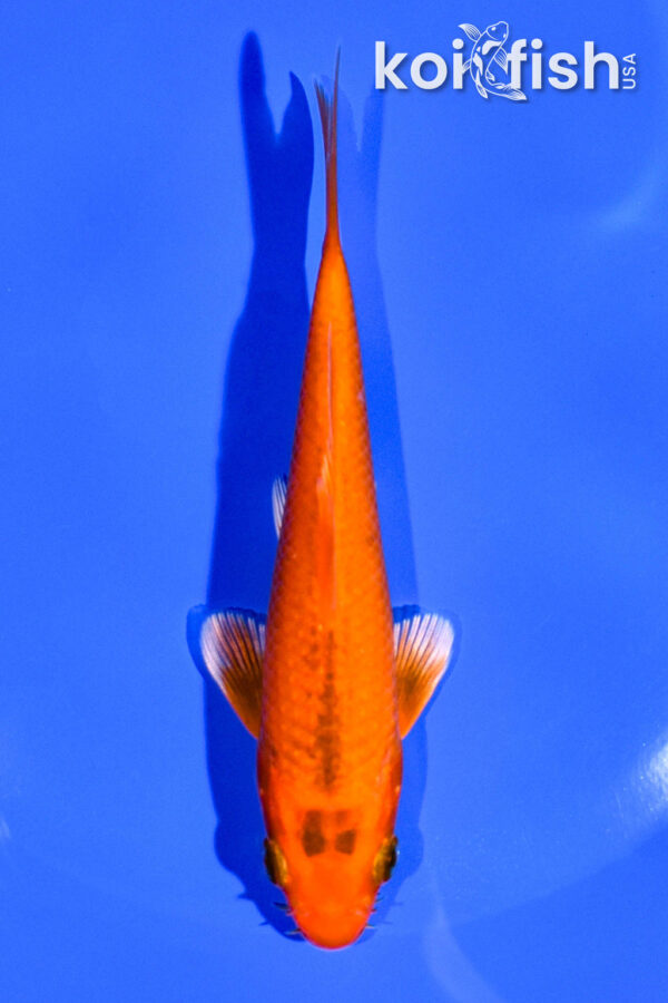 4.5" ORENJI OGON
