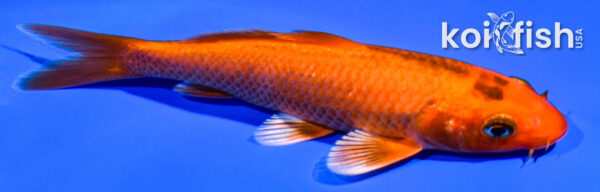 4.5" ORENJI OGON