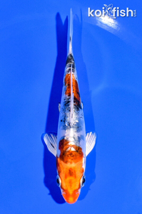 4.75" HEISEI NISHIKI