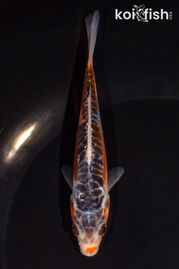 4.75" HI SHUSUI