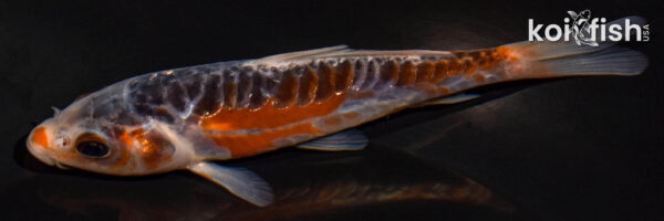4.75" HI SHUSUI