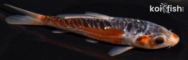4.75" HI SHUSUI