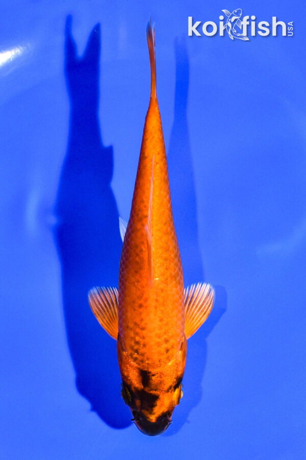 4.75" KIN HI UTSURI