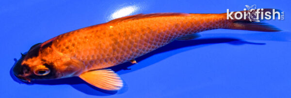 4.75" KIN HI UTSURI