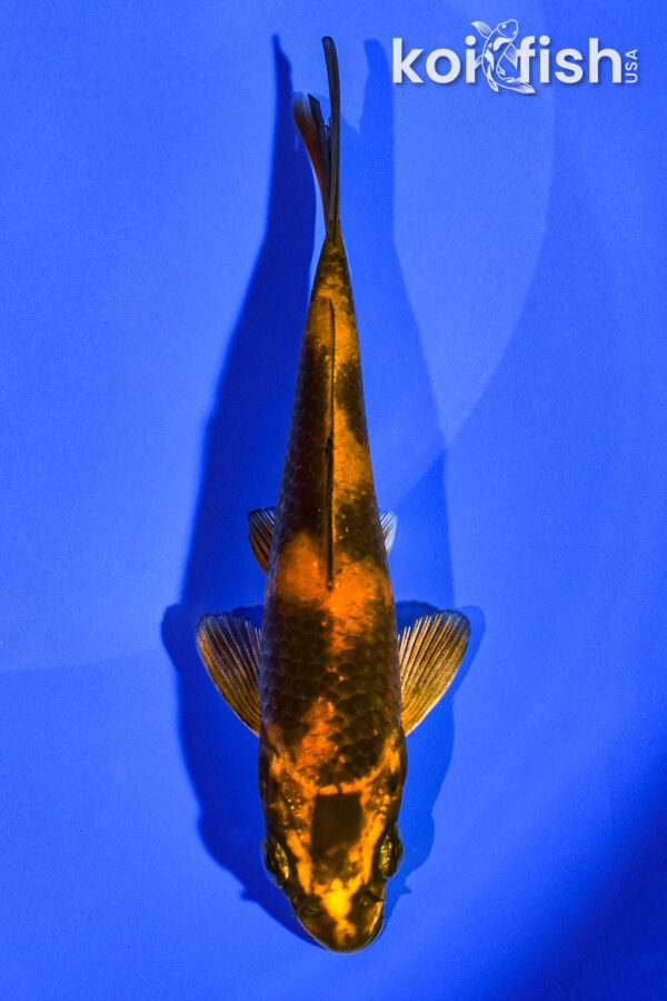 4.75" KIN HI UTSURI