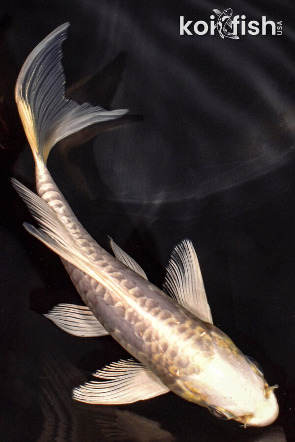 5" DOITSU PLATINUM OGON BUTTERFLY