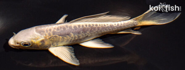 5" DOITSU PLATINUM OGON BUTTERFLY