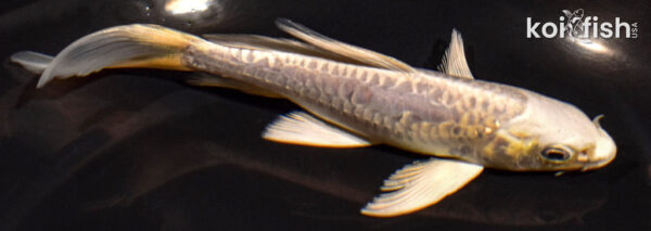 5" DOITSU PLATINUM OGON BUTTERFLY