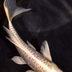 5" DOITSU PLATINUM OGON BUTTERFLY