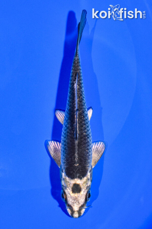 5" GIN MATSUBA
