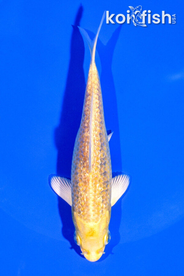 5" GINRIN YAMABUKI OGON