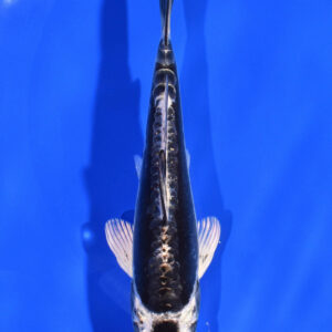 5" KIKOKURYU