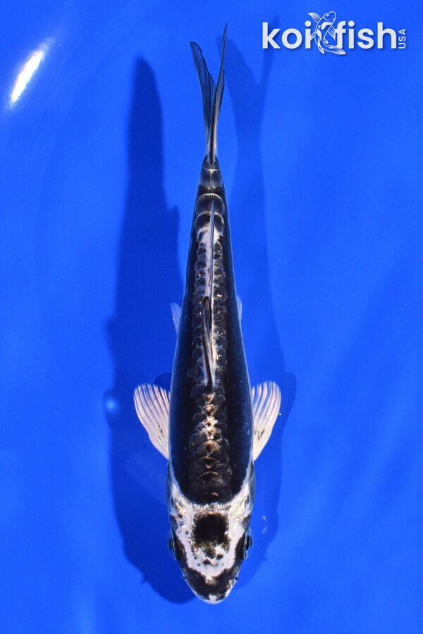 5" KIKOKURYU