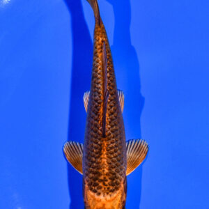 5" ORENJI MATSUBA