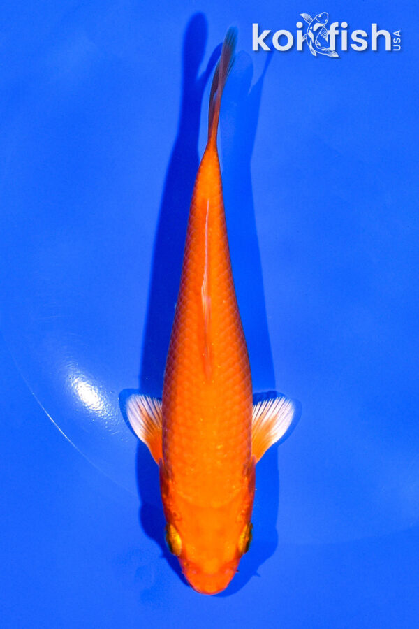 5" ORENJI OGON
