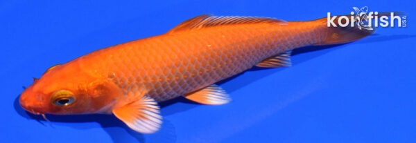 5" ORENJI OGON