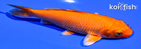 5" ORENJI OGON