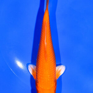 5" ORENJI OGON