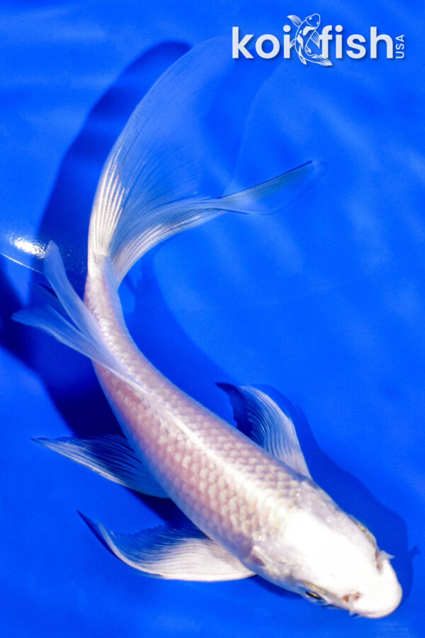 5.5" PLATINUM OGON BUTTERFLY