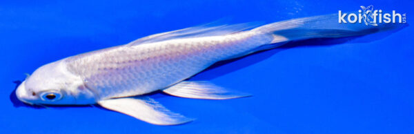 5.5" PLATINUM OGON BUTTERFLY