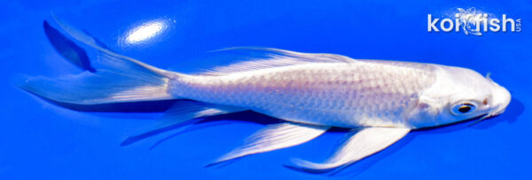 5.5" PLATINUM OGON BUTTERFLY
