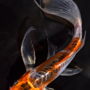 5.5" SHUSUI BUTTERFLY