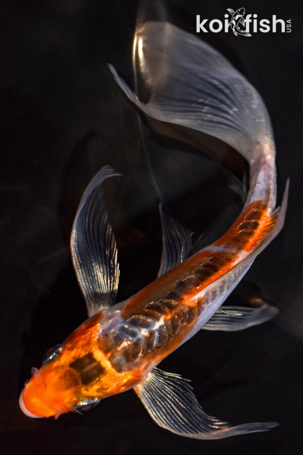 5.5" SHUSUI BUTTERFLY