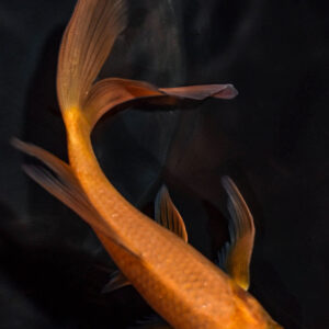 5.75" CHAGOI BUTTERFLY