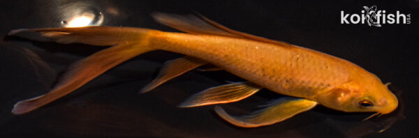 5.75" CHAGOI BUTTERFLY