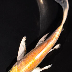 5.75" DOITSU HARIWAKE BUTTERFLY