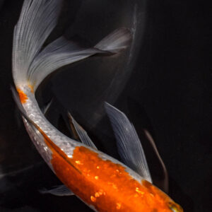 5.75" GINRIN OCHIBA SHIGURE BUTTERFLY