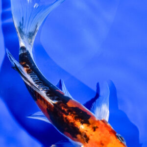 5.75" HEISEI NISHIKI BUTTERFLY