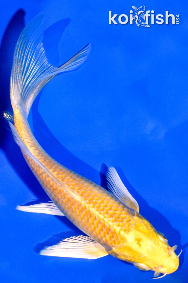 5.75" YAMABUKI OGON BUTTERFLY