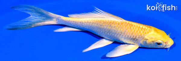 5.75" YAMABUKI OGON BUTTERFLY