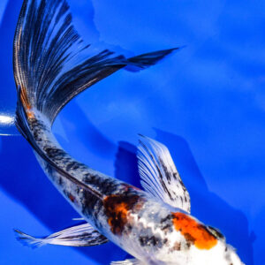 5.75" YAMATO NISHIKI BUTTERFLY