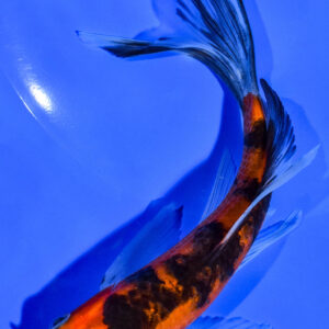 6" AKA SANKE BUTTERFLY