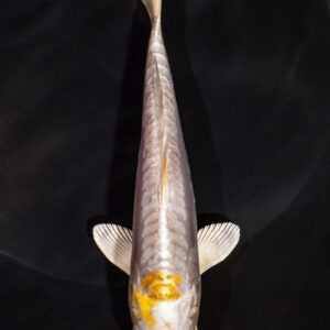 6" DOITSU HARIWAKE