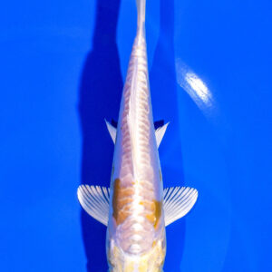 6" DOITSU HARIWAKE