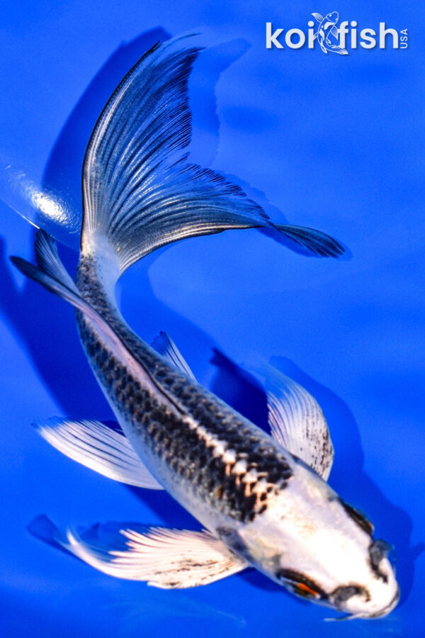 6" GIN MATSUBA BUTTERFLY