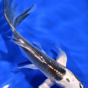 6" GIN MATSUBA BUTTERFLY