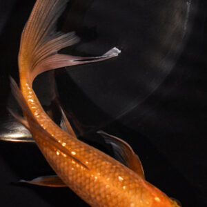 6" GINRIN CHAGOI BUTTERFLY