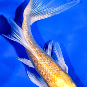 6" GINRIN YAMABUKI OGON BUTTERFLY
