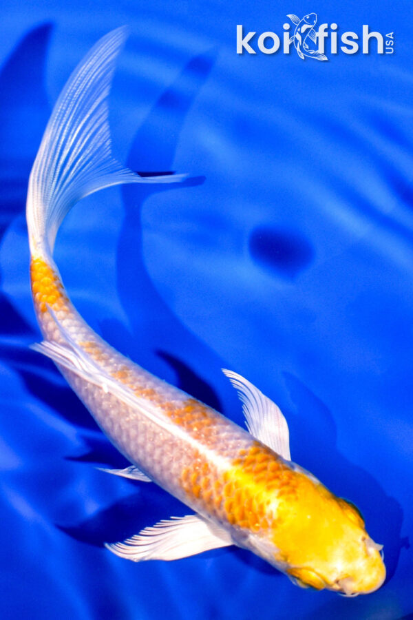 6" HARIWAKE BUTTERFLY