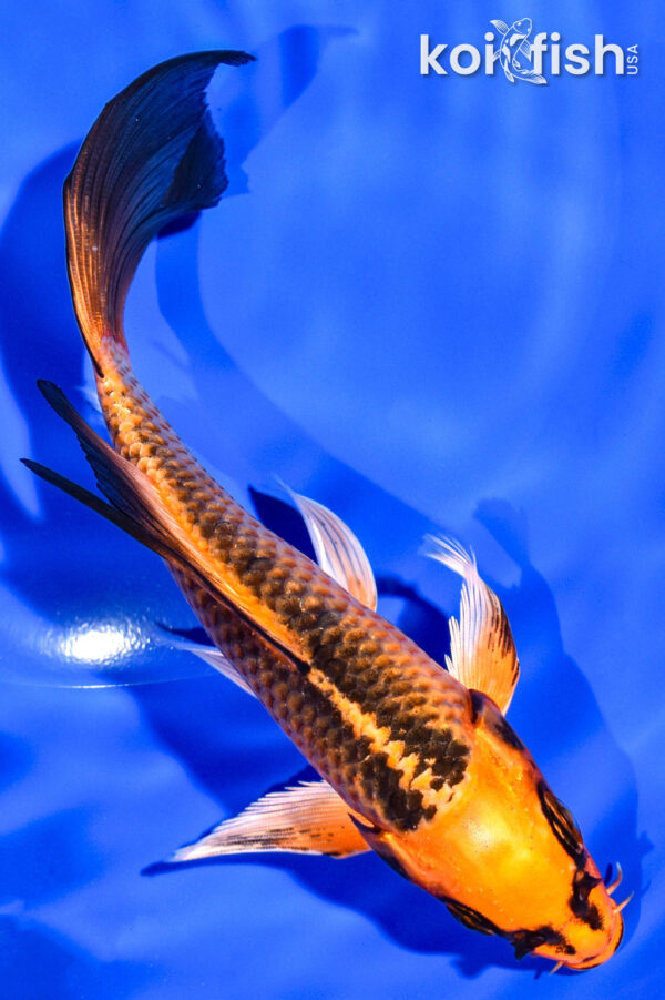 6" ORENJI MATSUBA BUTTERFLY