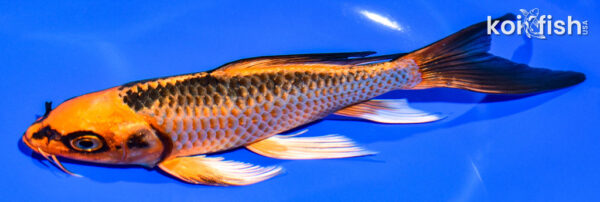6" ORENJI MATSUBA BUTTERFLY